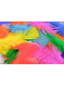 Feathers Turkey Multi Colours 250pcs